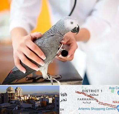 دامپزشکی پرندگان در فرمانیه