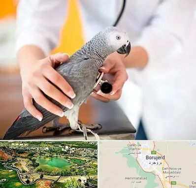 دامپزشکی پرندگان در بروجرد