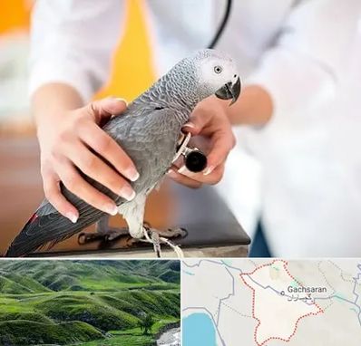 دامپزشکی پرندگان در گچساران