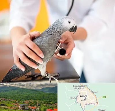 دامپزشکی پرندگان در آمل