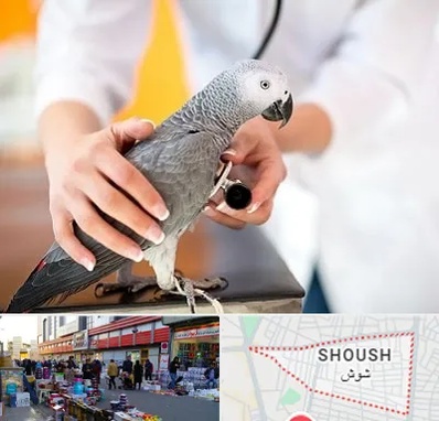 دامپزشکی پرندگان در شوش