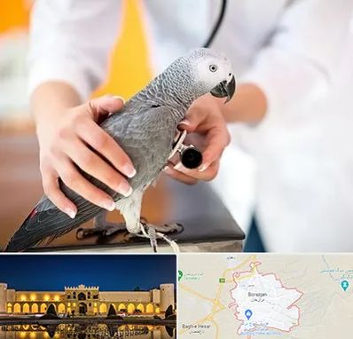 دامپزشکی پرندگان در برازجان