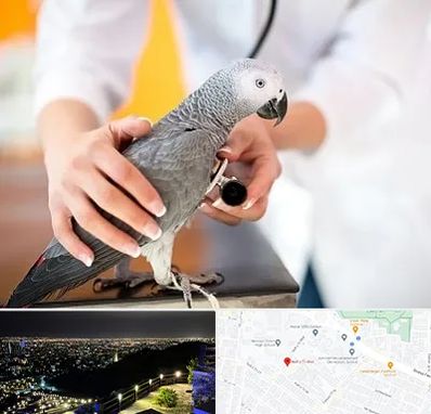 دامپزشکی پرندگان در هفت تیر مشهد