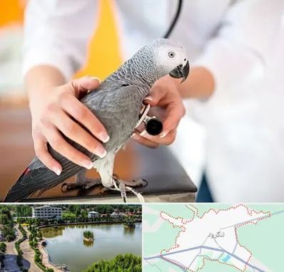 دامپزشکی پرندگان در لنگرود