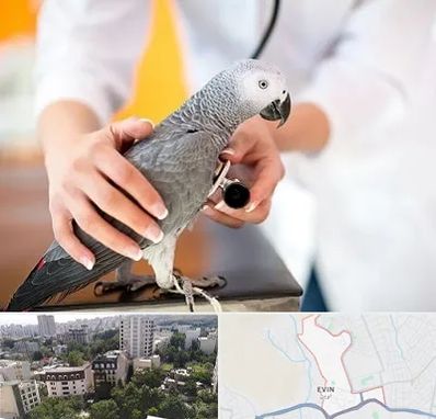 دامپزشکی پرندگان در اوین