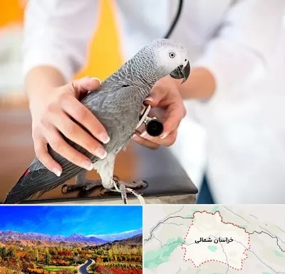 دامپزشکی پرندگان در خراسان شمالی