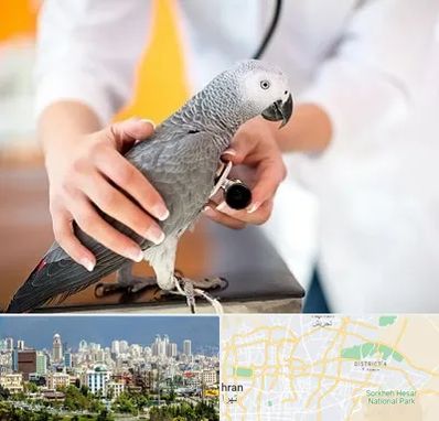 دامپزشکی پرندگان در شرق تهران