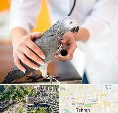 دامپزشکی پرندگان در شمال تهران