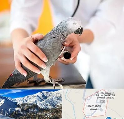 دامپزشکی پرندگان در شمشک
