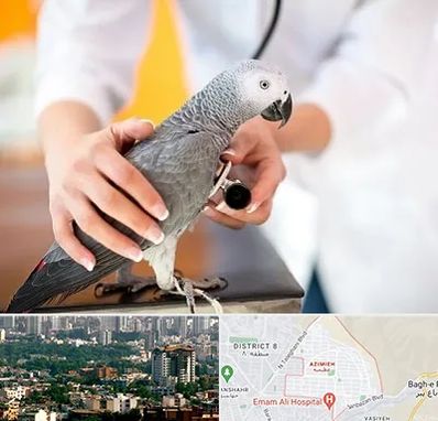 دامپزشکی پرندگان در عظیمیه کرج