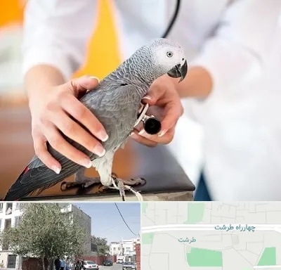 دامپزشکی پرندگان در طرشت