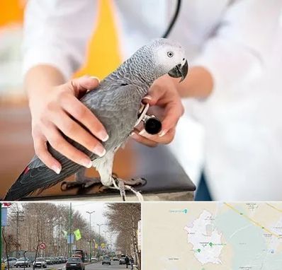دامپزشکی پرندگان در نظرآباد کرج