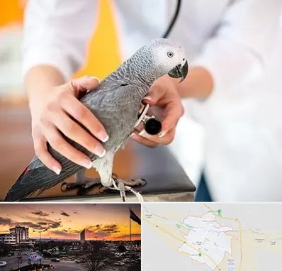 دامپزشکی پرندگان در قوچان