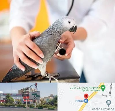 دامپزشکی پرندگان در هروی