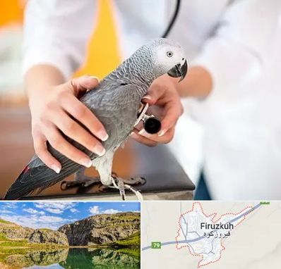 دامپزشکی پرندگان در فیروزکوه