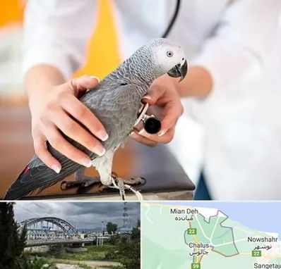 دامپزشکی پرندگان در چالوس