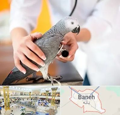 دامپزشکی پرندگان در بانه