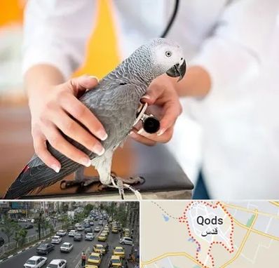 دامپزشکی پرندگان در شهر قدس