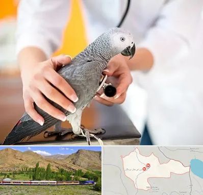 دامپزشکی پرندگان در خاش