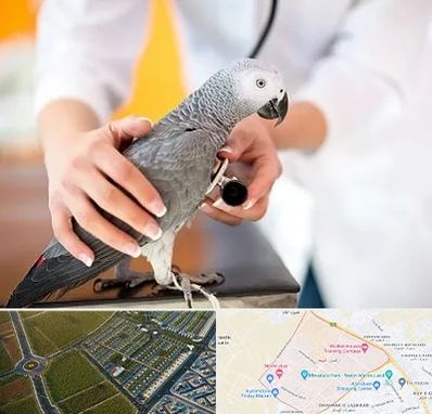 دامپزشکی پرندگان در الهیه مشهد