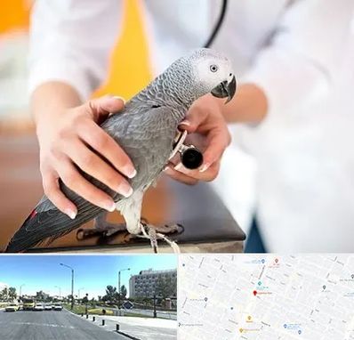 دامپزشکی پرندگان در بلوار کلاهدوز مشهد