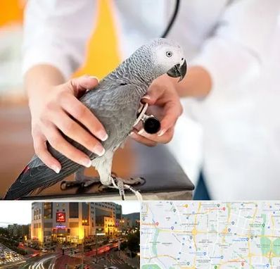 دامپزشکی پرندگان در جنت آباد تهران