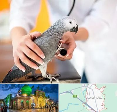 دامپزشکی پرندگان در آستانه اشرفیه