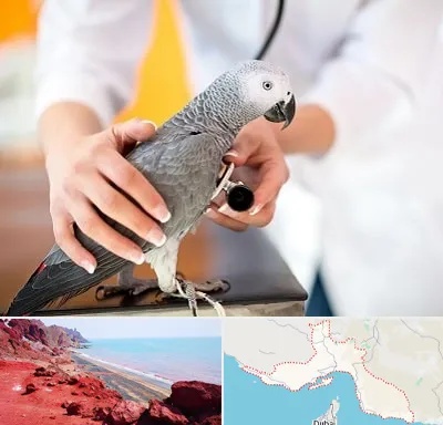 دامپزشکی پرندگان در هرمزگان