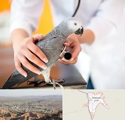 دامپزشکی پرندگان در اسفراین