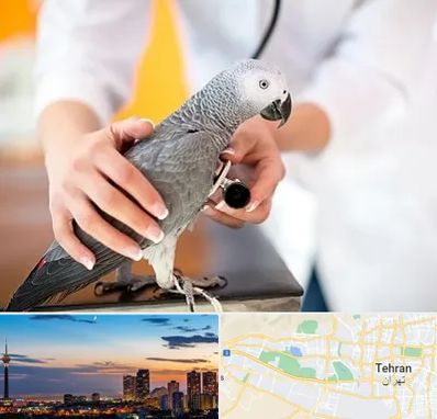 دامپزشکی پرندگان در غرب تهران