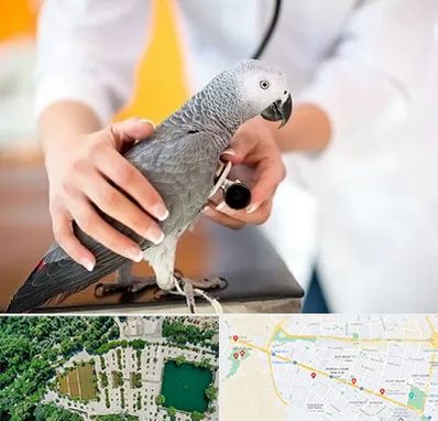 دامپزشکی پرندگان در وکیل آباد مشهد