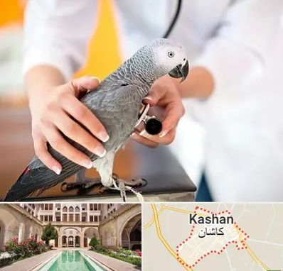دامپزشکی پرندگان در کاشان