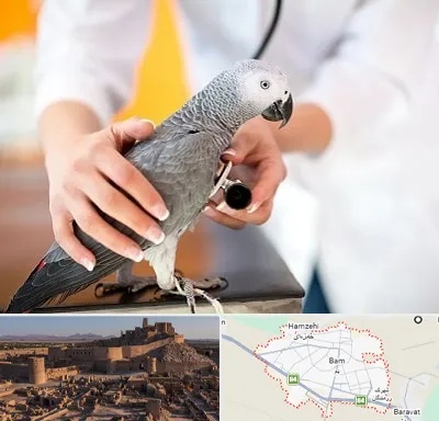 دامپزشکی پرندگان در بم