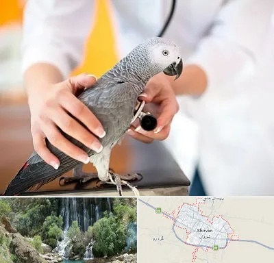 دامپزشکی پرندگان در شیروان