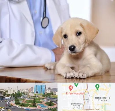 بیمارستان دامپزشکی در ونک 