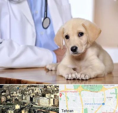 بیمارستان دامپزشکی در مرزداران 