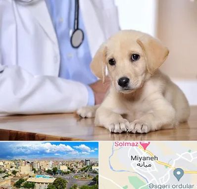 بیمارستان دامپزشکی در میانه