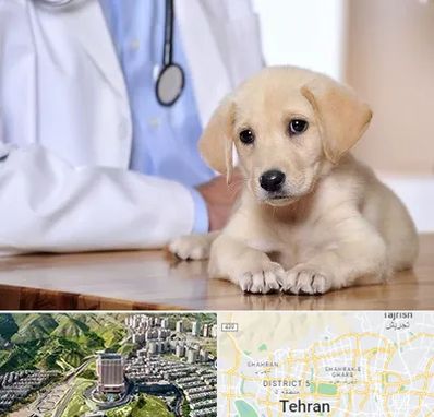 بیمارستان دامپزشکی در شمال تهران
