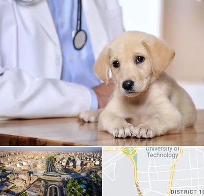 بیمارستان دامپزشکی در استاد معین