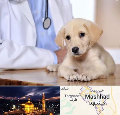 بیمارستان دامپزشکی در مشهد