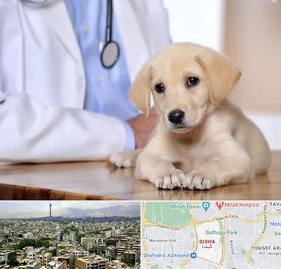 بیمارستان دامپزشکی در گیشا