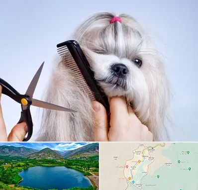 آرایشگاه حیوانات خانگی در رودبار