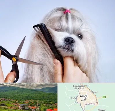 آرایشگاه حیوانات خانگی در آمل