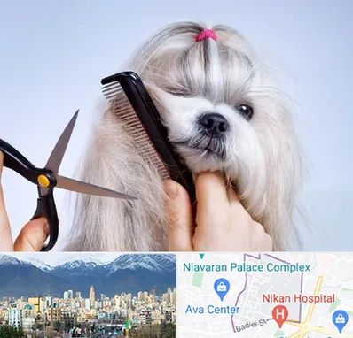 آرایشگاه حیوانات خانگی در آجودانیه