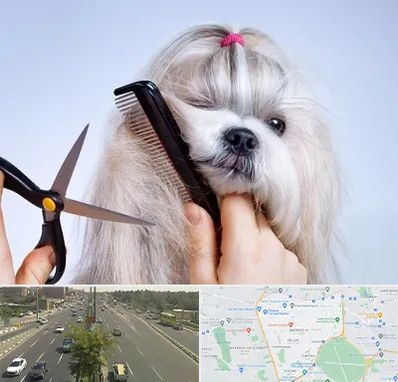 آرایشگاه حیوانات خانگی در منطقه 17 تهران