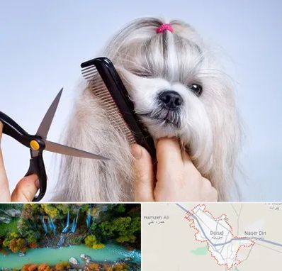 آرایشگاه حیوانات خانگی در دورود