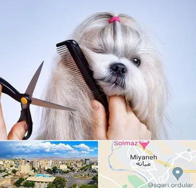 آرایشگاه حیوانات خانگی در میانه