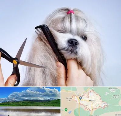 آرایشگاه حیوانات خانگی در مرند