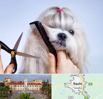 آرایشگاه حیوانات خانگی در رشت