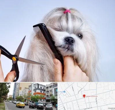 آرایشگاه حیوانات خانگی در هفده شهریور تبریز